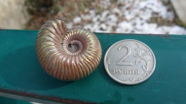 Eboraciceras, Eboraciceras carinatum