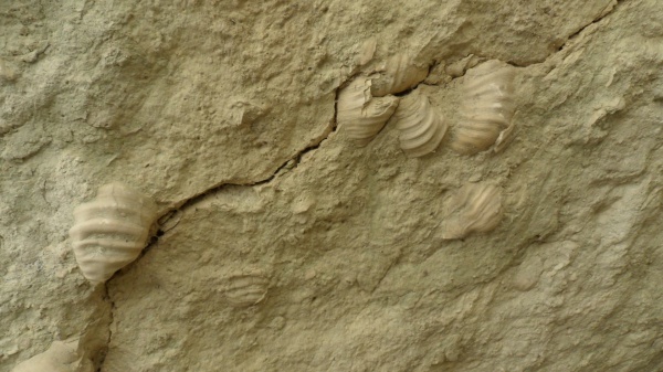 Inoceramus