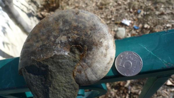 Euphylloceras, Phylloceratidae