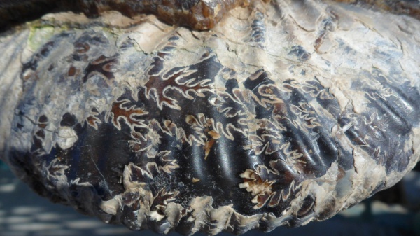 Acanthohoplites, Parahoplitidae
