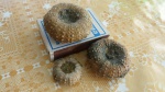 морские ежи