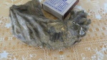 Lopha из нижнего мела.
