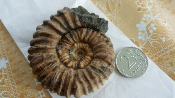 Acanthohoplites, Acanthohoplites bigoureti
