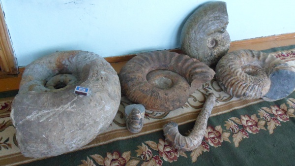 Lytoceras
