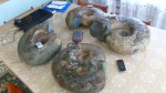 Parahoplites  богатыри