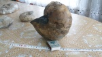 наутилус