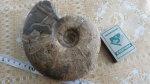 аммонит  Melchiorites