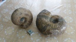 аммониты  Parahoplites.