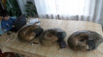 очередные богатыри
