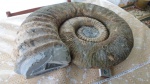 Pseudoaustraliceras pavlowi.  .2.