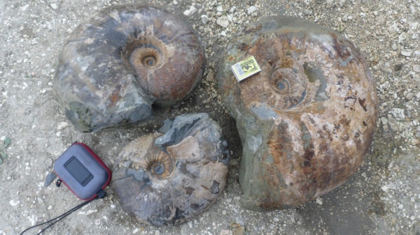 аммониты, Ammonites, Parahoplites