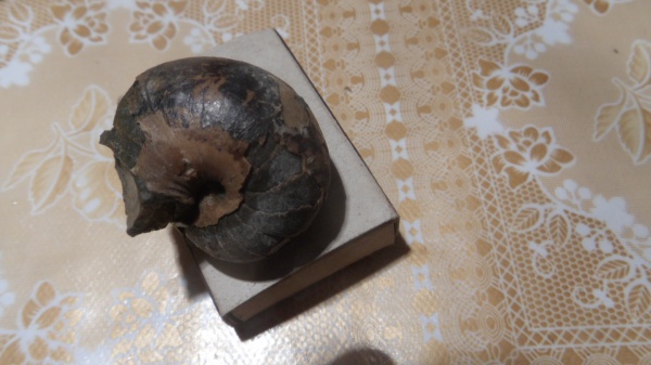 наутилусы