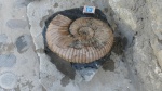 Acanthohoplites sp может быть.