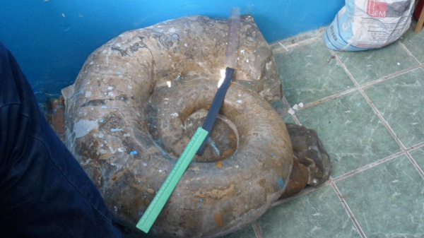 аммониты, Ammonites, Lytoceras