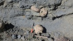 Lytoceras на месте находки.