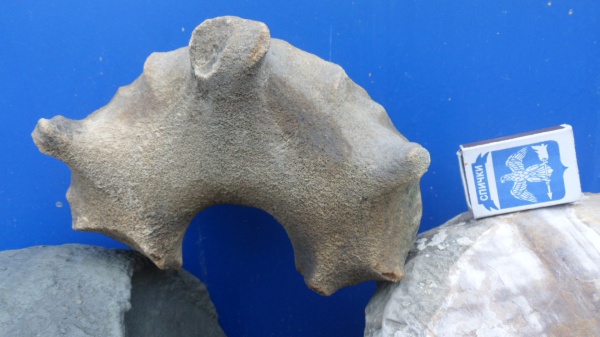 аммониты, Ammonites, Lytoceras