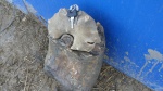 Lytoceras строение.
