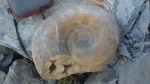 Lytoceras в породе.