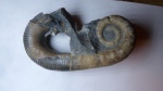 аммонит Acrioceras furcatum.
