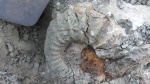 Ancyloceras . под вопросом.
