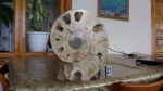 Lytoceras в разрезе.