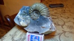 Acanthohoplites .