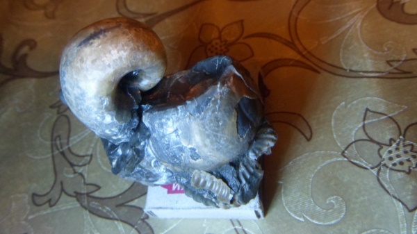 аммониты, Jaubertella, Ammonites