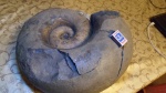 Lytoceras полный вариант