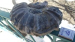 раненный Ancyloceratidae.
