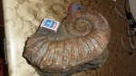 крупный Ancyloceratidae.