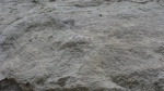 Ancyloceratidae в скале