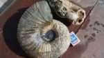 Epicheloniceras