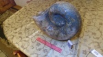 Lytoceras.