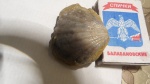 гребешок  юра