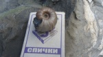 Zuercherella малыш