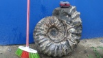 аммонит сторона 2