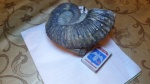 Ancyloceratidae .