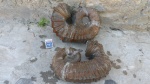 Ancyloceratidae .кораблики .