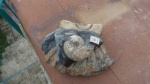 аммониты, Desmoceras в породе с аммонитоцеросом