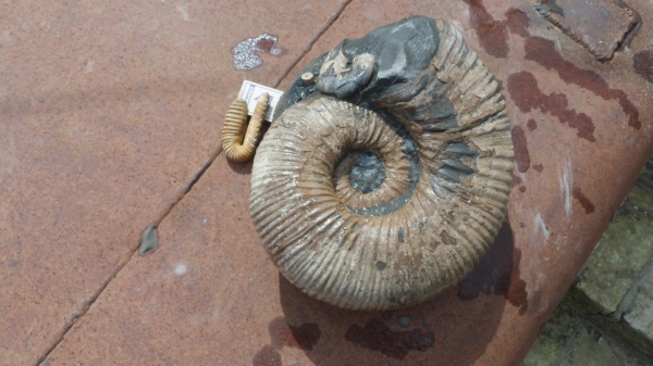 аммониты, Epicheloniceras, Ammonites, Epicheloniceras waageni