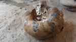 Lytoceras.фото№1
