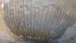 Lytoceras.фото№3 зигзаги.