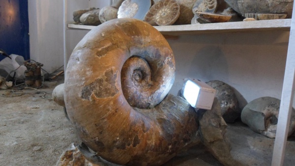 аммониты, Ammonites, Lytoceras, Lytoceratina