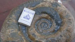 Lytoceras не правильный
