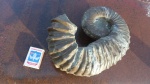 Ancyloceratidae