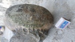 Lytoceratina, Cicatrites фото№2