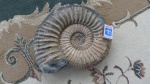 Acanthohoplites