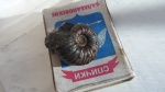 Acanthohoplites малыш