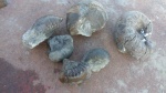 stephanoceras deslongchampsi