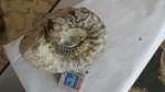 Euaspidoceras